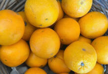 Favourable conditions drive citrus export growth