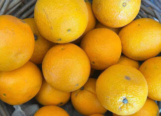 Favourable conditions drive citrus export growth