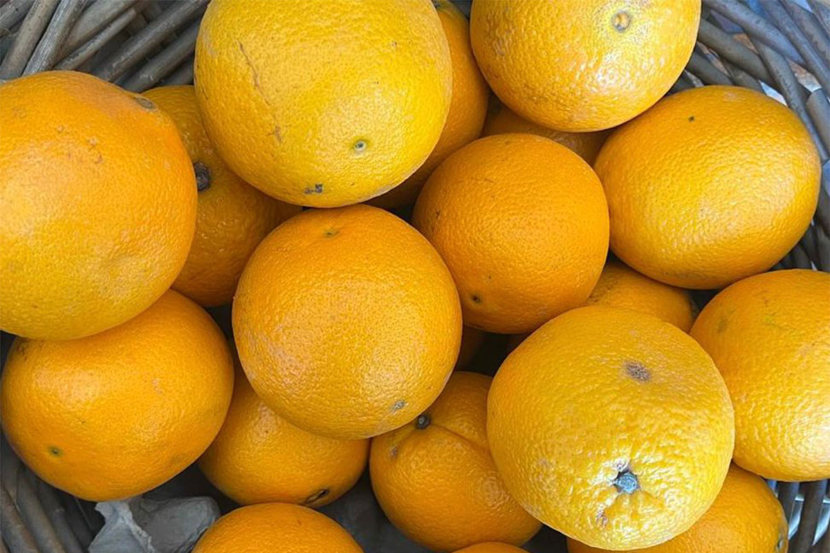 Favourable conditions drive citrus export growth