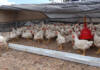 Chickens on the move: practical insights for pastured poultry farmers