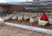 Chickens on the move: practical insights for pastured poultry farmers
