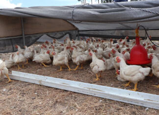 Chickens on the move: practical insights for pastured poultry farmers