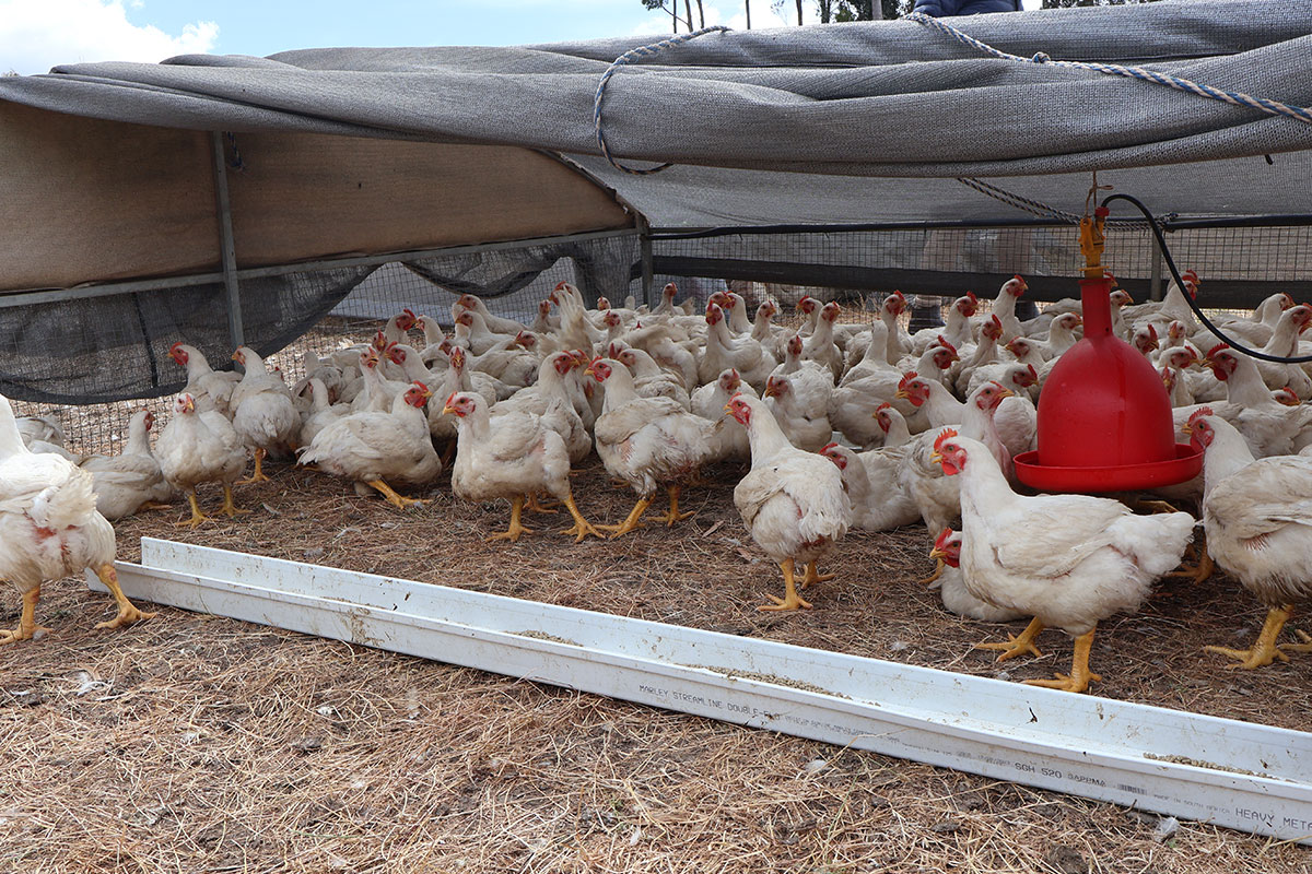 Chickens on the move: practical insights for pastured poultry farmers