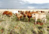 Resilience amid crisis: Red Grass Valley Tuli Stud’s experience with FMD