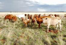 Resilience amid crisis: Red Grass Valley Tuli Stud’s experience with FMD