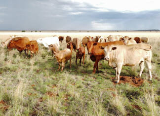 Resilience amid crisis: Red Grass Valley Tuli Stud’s experience with FMD