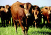 From fire investigation to Wagyu excellence