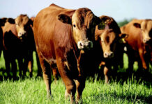 From fire investigation to Wagyu excellence