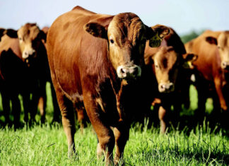 From fire investigation to Wagyu excellence