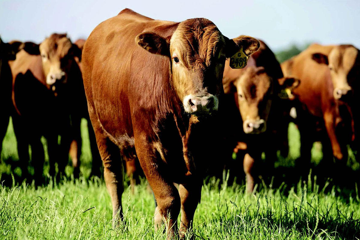 From fire investigation to Wagyu excellence