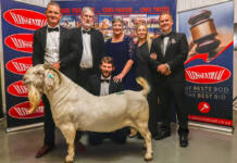 Record R2,05m paid for Savanna ram at Rawsonville auction