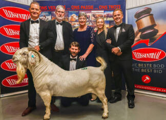 Record R2,05m paid for Savanna ram at Rawsonville auction