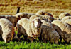The future of SA wool: refined infrastructure and wool traceability
