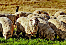 The future of SA wool: refined infrastructure and wool traceability