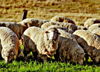 The future of SA wool: refined infrastructure and wool traceability