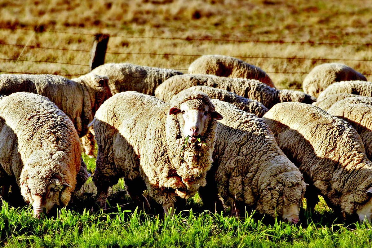 The future of SA wool: refined infrastructure and wool traceability