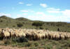 Positive territory as wool market surges