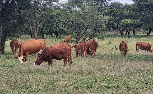 Why Simmentaler cattle appeal to three Zimbabwean farmers