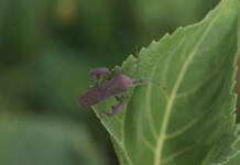 Sucking pests: the silent threat to soya bean crops