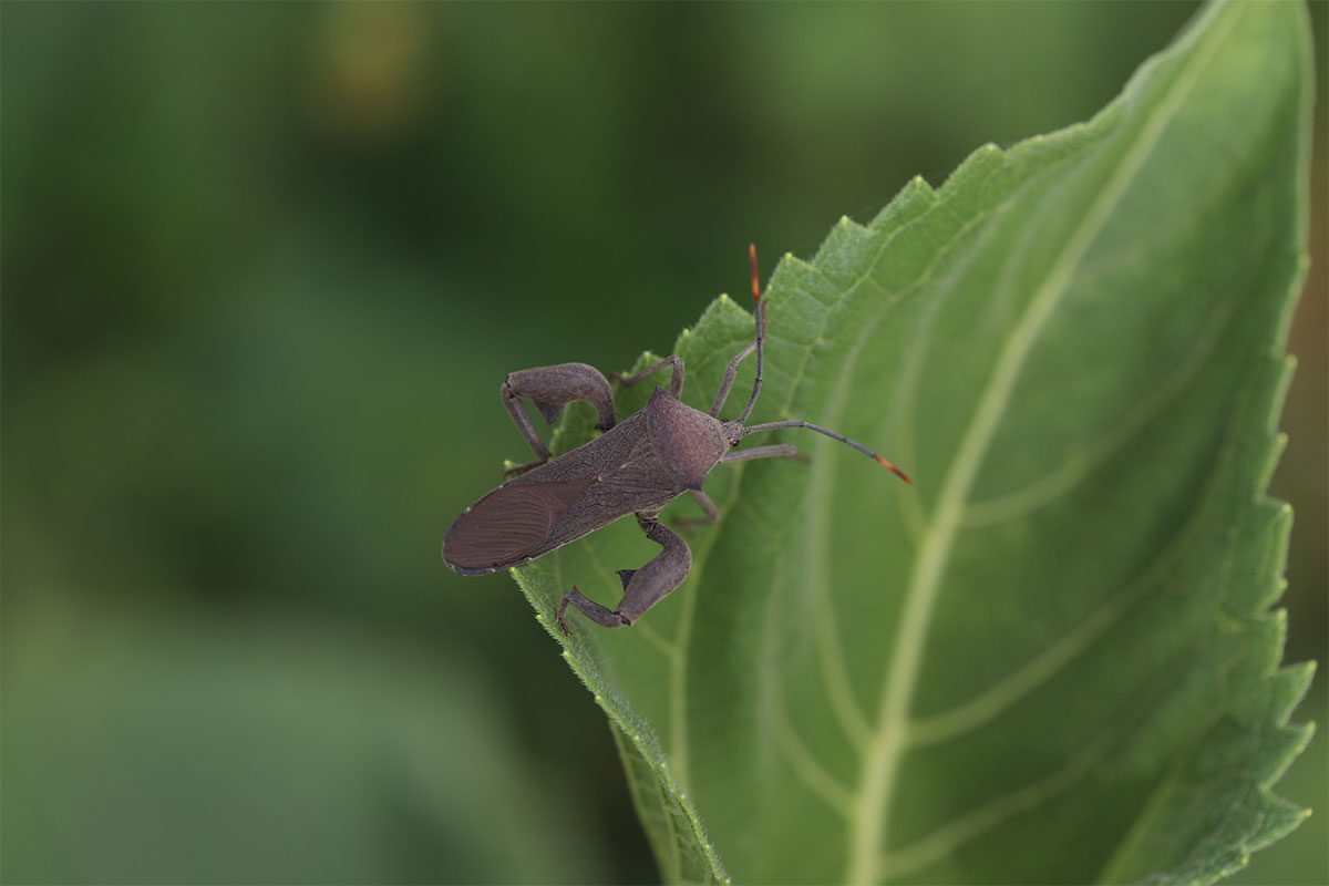 Sucking pests: the silent threat to soya bean crops
