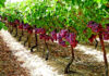 The basics of irrigation during hot weather