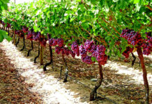 The basics of irrigation during hot weather