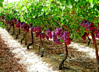 The basics of irrigation during hot weather