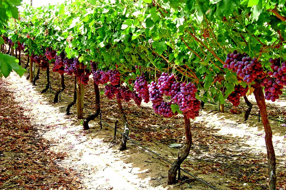 The basics of irrigation during hot weather