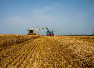 Bigger summer grain harvest expected, but price pressure builds