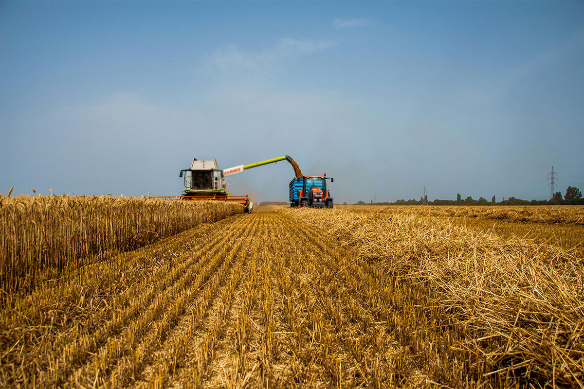 Bigger summer grain harvest expected, but price pressure builds