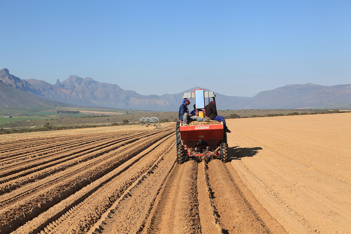 Potatoes SA targets levy shake-up to fund next phase of expansion