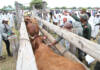 Questions raised over timing of FMD booster vaccinations and vaccine handling