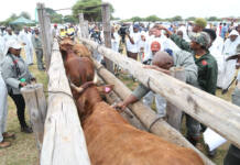 Questions raised over timing of FMD booster vaccinations and vaccine handling