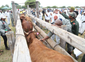 Questions raised over timing of FMD booster vaccinations and vaccine handling