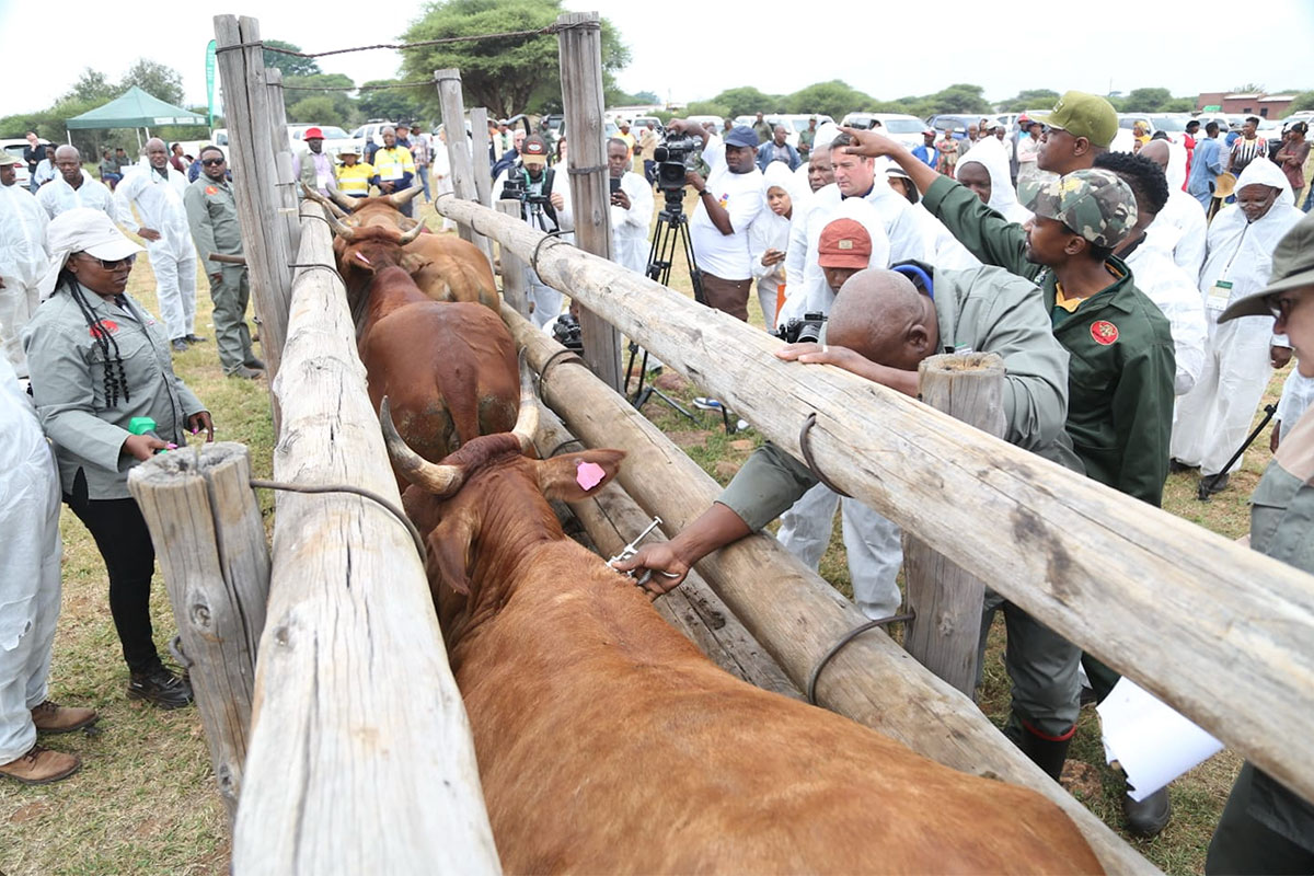Questions raised over timing of FMD booster vaccinations and vaccine handling