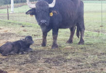 Babylonstoren builds elite water buffalo herd for dairy production