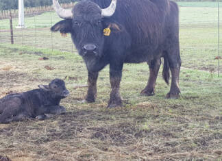 Babylonstoren builds elite water buffalo herd for dairy production
