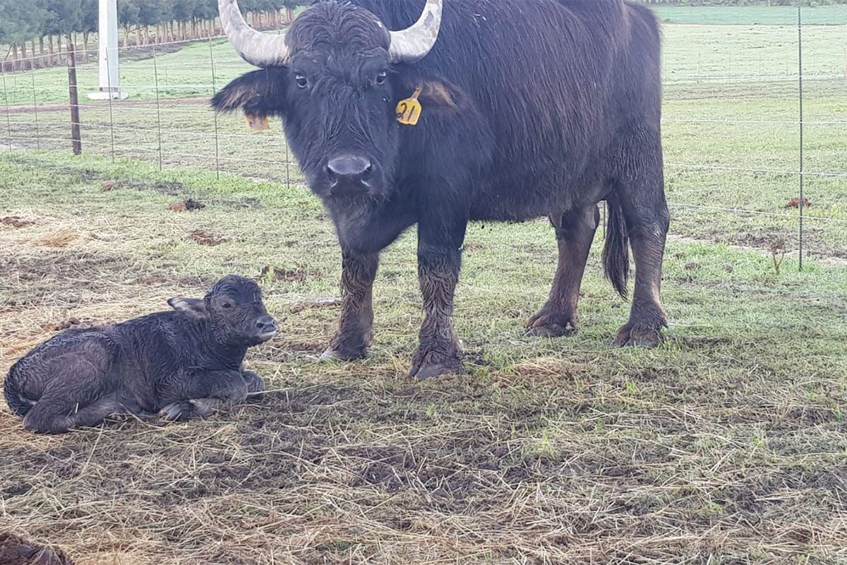 Babylonstoren builds elite water buffalo herd for dairy production