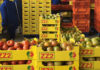 Tomatoes anchor trade, but logistics and prices remain under pressure
