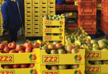 Tomatoes anchor trade, but logistics and prices remain under pressure