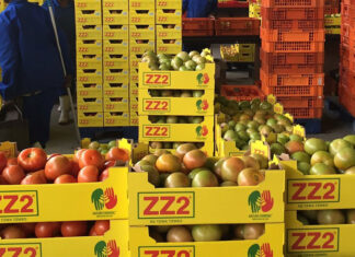 Tomatoes anchor trade, but logistics and prices remain under pressure