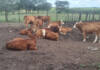 Why Simmentaler cattle appeal to three Zimbabwean farmers