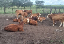 Why Simmentaler cattle appeal to three Zimbabwean farmers