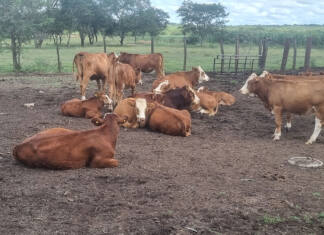 Why Simmentaler cattle appeal to three Zimbabwean farmers
