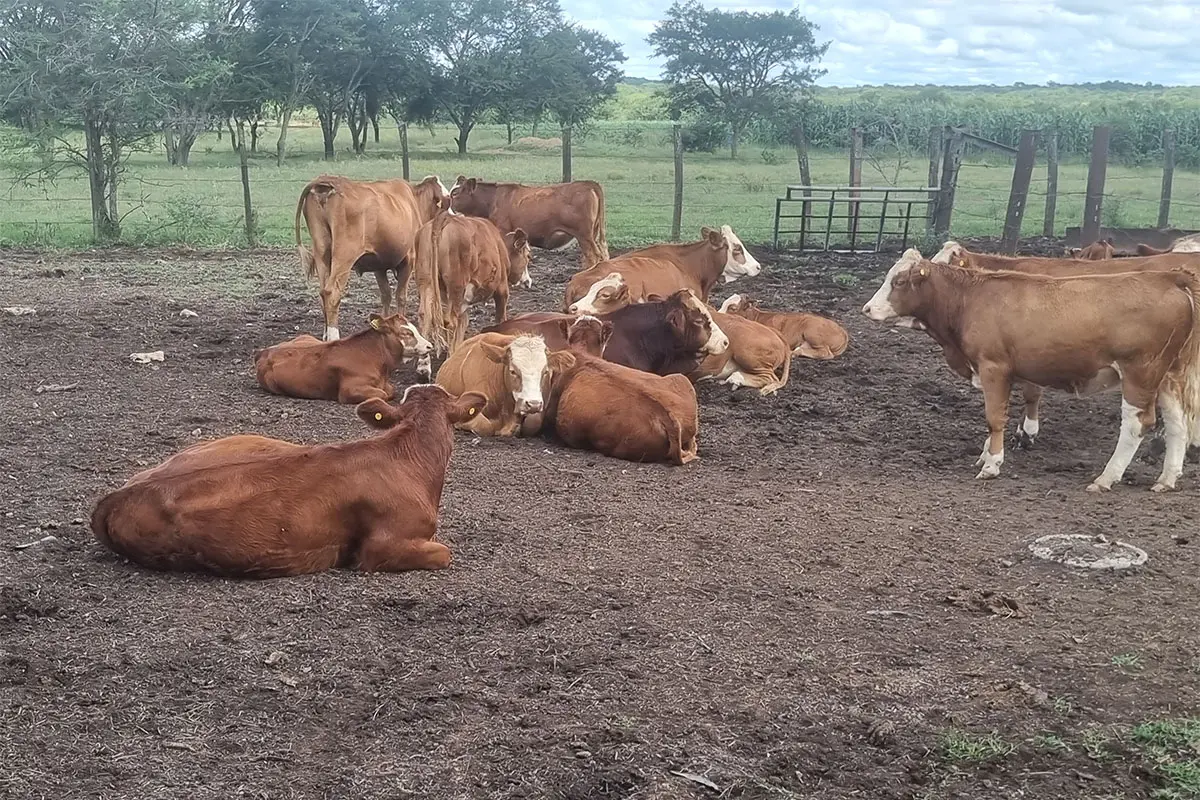 Why Simmentaler cattle appeal to three Zimbabwean farmers