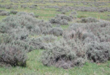 Bush encroachment needs action