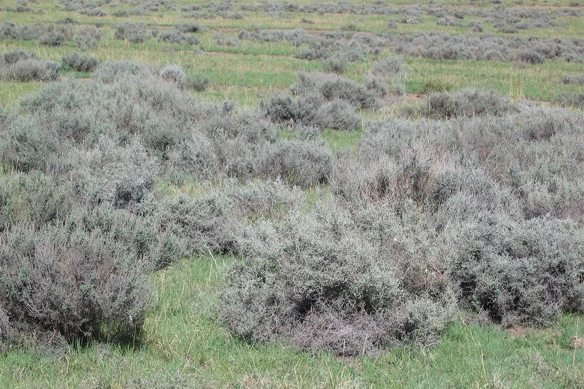 Bush encroachment needs action