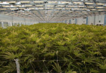 Summit to help hemp and cannabis move into mainstream economy