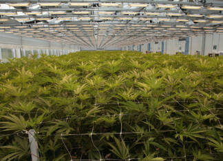 Summit to help hemp and cannabis move into mainstream economy