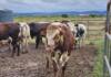 ‘Time to name and shame those who break FMD rules’ – Steenhuisen